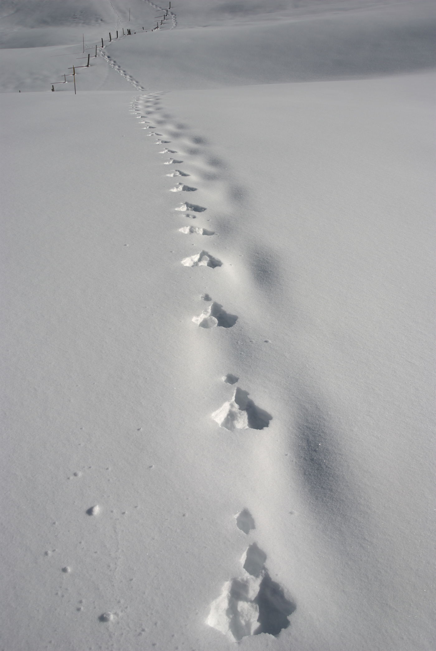 Ein Schneehase? Auf dem Wirzweli