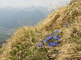 Blümchen auf der Säulingswiese