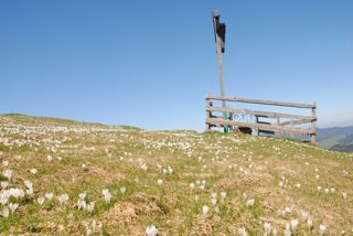 Blumenwiese auf dem Hummel