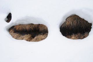 Die Schneedecke bricht ein