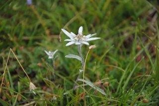 Am Fedarasee: das schönste Blümlein auf der Welt - das ist das Edelweiss *sing*