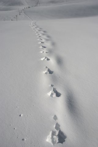 Ein Schneehase? Auf dem Wirzweli