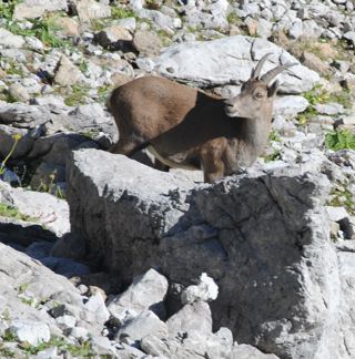 Ein Steinböckchen