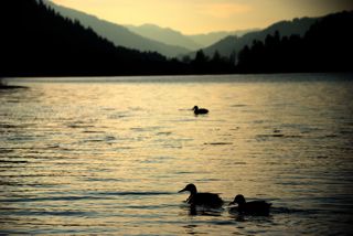 Romantik pur - Enten auf dem Haldensee