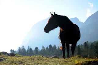 Pferd vor Bergkulisse