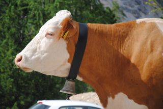Prachtexemplar einer Kuh an der Faneshütte