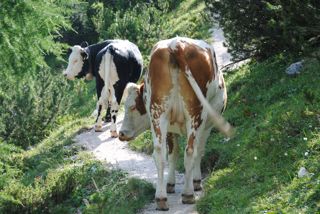 Zwei Wegelagerer bei Fodara Vedla Naturpark Fanes Sennes Prags