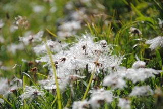 Blümlein am Wegesrand