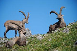Steinböcke bei der Fiderescharte