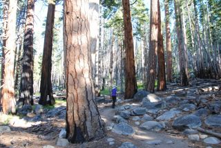 Wald Yosemite NP - Half Dome