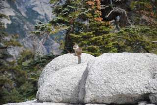 Ein Squirrel