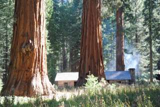 Gewaltige Mammutbäume im Sequoia Nationalpark