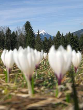 Frühling! Krokusse, im HIntergrund die Rigi