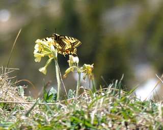 Schwalbenschwanz auf Blümchen