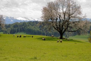 Schäfchen grasen am Bachtel