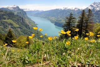 Blümchen mit Walensee