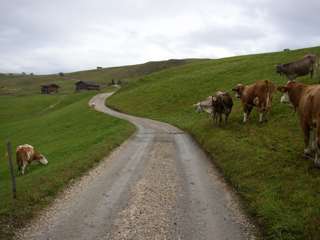 Nach der kleinen Aufregung schauen die Kühe dem Schweinderl neugierig hinterher