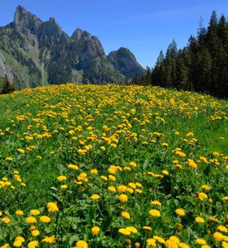 Wanderung auf den Garten (Berner Oberland)