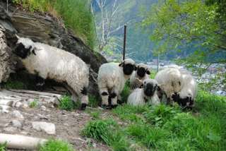 Walliser Schwarznasenschafe - sie haben unser Herz im Sturm erobert!