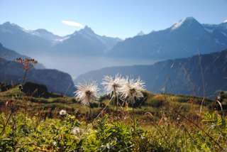 Schynige Platte Faulhorn First