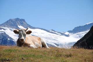 Am Faulhorn - Auch Kühe dürfen auf dieser Wanderung nicht fehlen Schynige Platte Faulhorn First 
