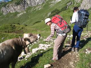 Zwiegespräch mit Kuh auf dem Weg zur Rappenseehütte