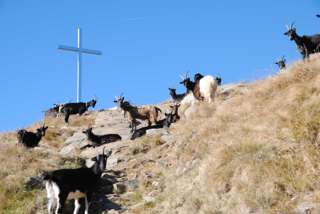 Auf dem Monte Tamaro stehen die Gipfelziegen zur Begrüßung Spalier.