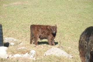 Kurz vor Amden passieren wir eine Herde mit flauschigen Rindviehern! Süß - aber nicht zum Streicheln, denn das haben die Mamis gar nicht gern!