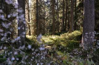 Ein kurzes Stück geht es durch einen zauberhaften Wald - vorrausgesetzt der Lichteinfall stimmt
