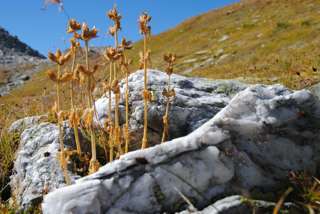 Die Farben stimmen sich langsam auf den Herbst ein am Brudelhorn
