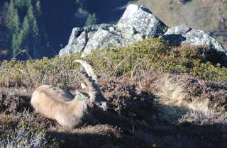 Auch ein Steinbock genießt die Herbstsonne