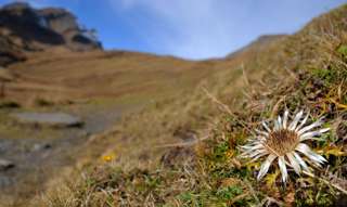 Vieles ist verblüht, nur die Silberdisteln halten wacker durch auf dem Weg zum Bachalpsee