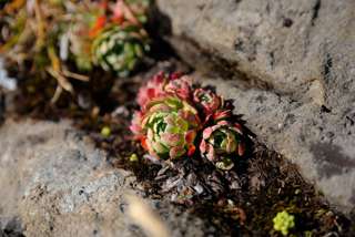 Auch ohne Blüte ist ein Alpen-Hauswurz fotogen - am Bachalpsee
