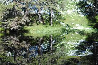 Wo ist was? Perfekte Spiegelung in einem kleinen Tümpel