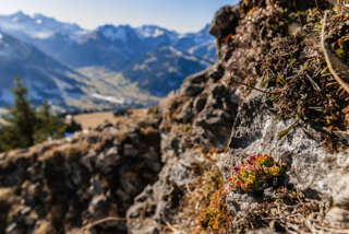 Alpen-Hauswurz am Gipfel
