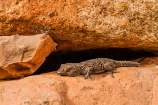 Wie ein kleines Krokodil - mit süßen Patschfüßchen. Einer der gomerischen Bewohner.