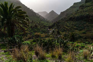 Palmen, viel grün und hügelige Landschaft - typisch Gomera