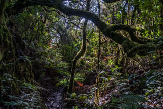 La Gomera: Walderkundungen im Bosque del Cedro