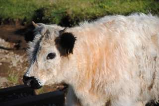Ein haariger Geselle muss am Friedrich August Weg passiert werden
