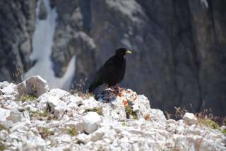 Auch eine leicht gerupfte Bergdohle genießt die Aussicht vom Plattkofel und hofft auf den ein oder anderen gespendeten Krümel von den Berggängern