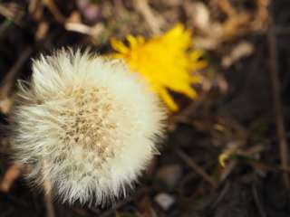 Löwenzahn und Pusteblume mitten im Dezember