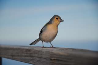 Vogel sitzt auf Geländer am Pico Ruivo