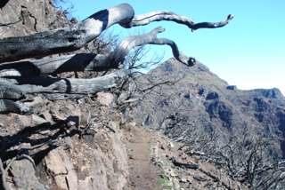 Verkohlter Baum am Wegesrand