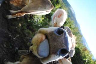 Kuh streckt Zunge raus