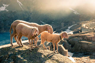 Schafe am Bacino del Truzzo