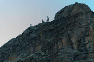 Schafe auf Beobachtungsposten auf einem Felsen am Bacino del Truzzo