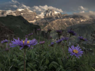 Alpenastern vor Schärhorn