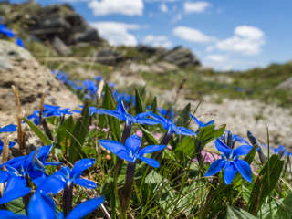 Kleiner blauer Enzian