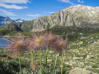 Früchte der Kuhschelle - Struwwelpeter