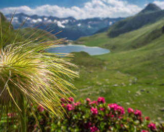 Alpenrosen und Küchenschelle vor Lago di Tom